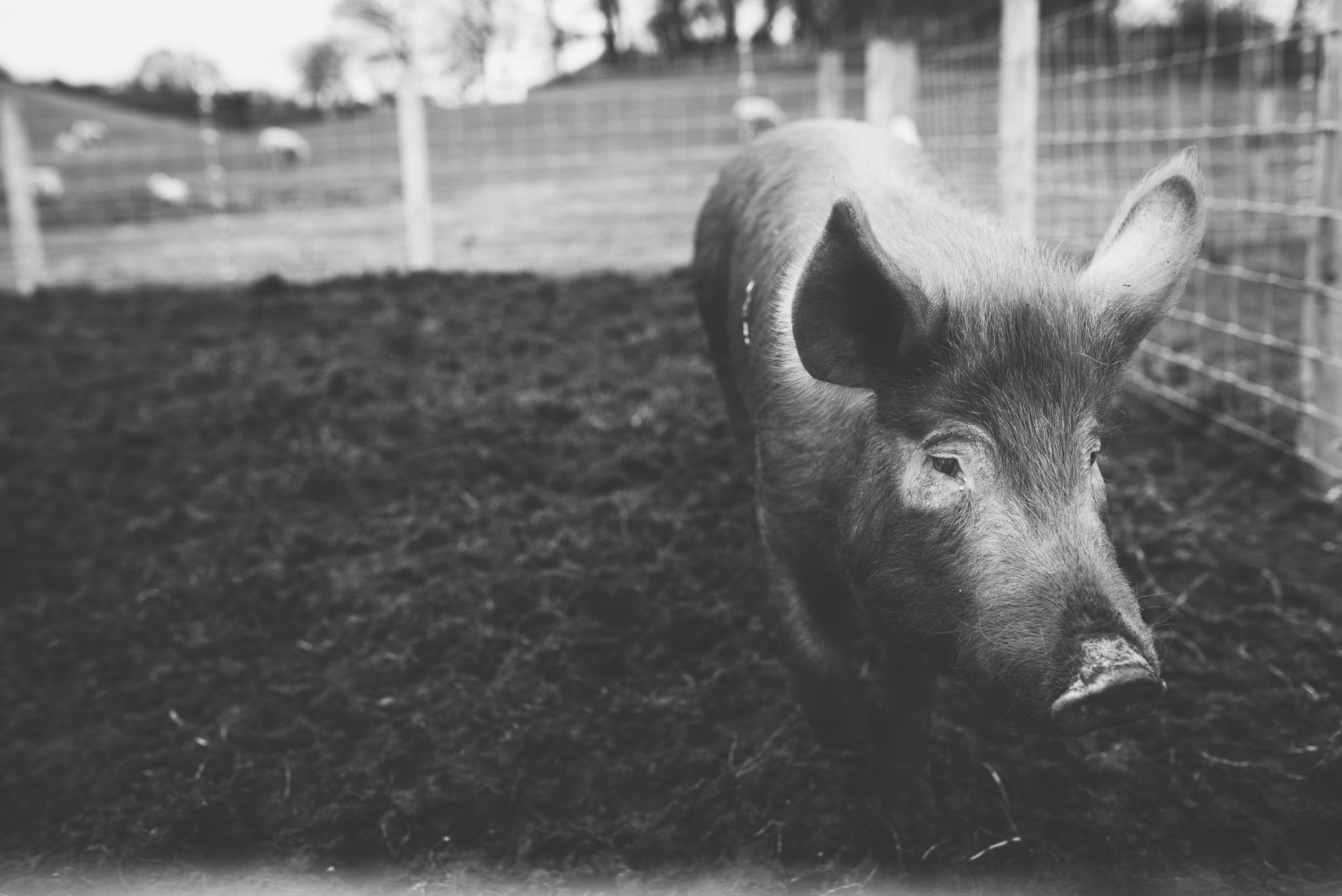 Daniel Farm Wylam, lifestyle photography, family photography, northumberland, newcastle, northeast UK