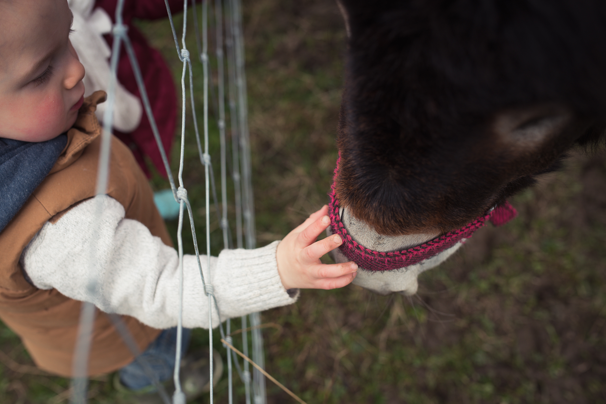 Daniel Farm Wylam, lifestyle photography, family photography, northumberland, newcastle, northeast UK