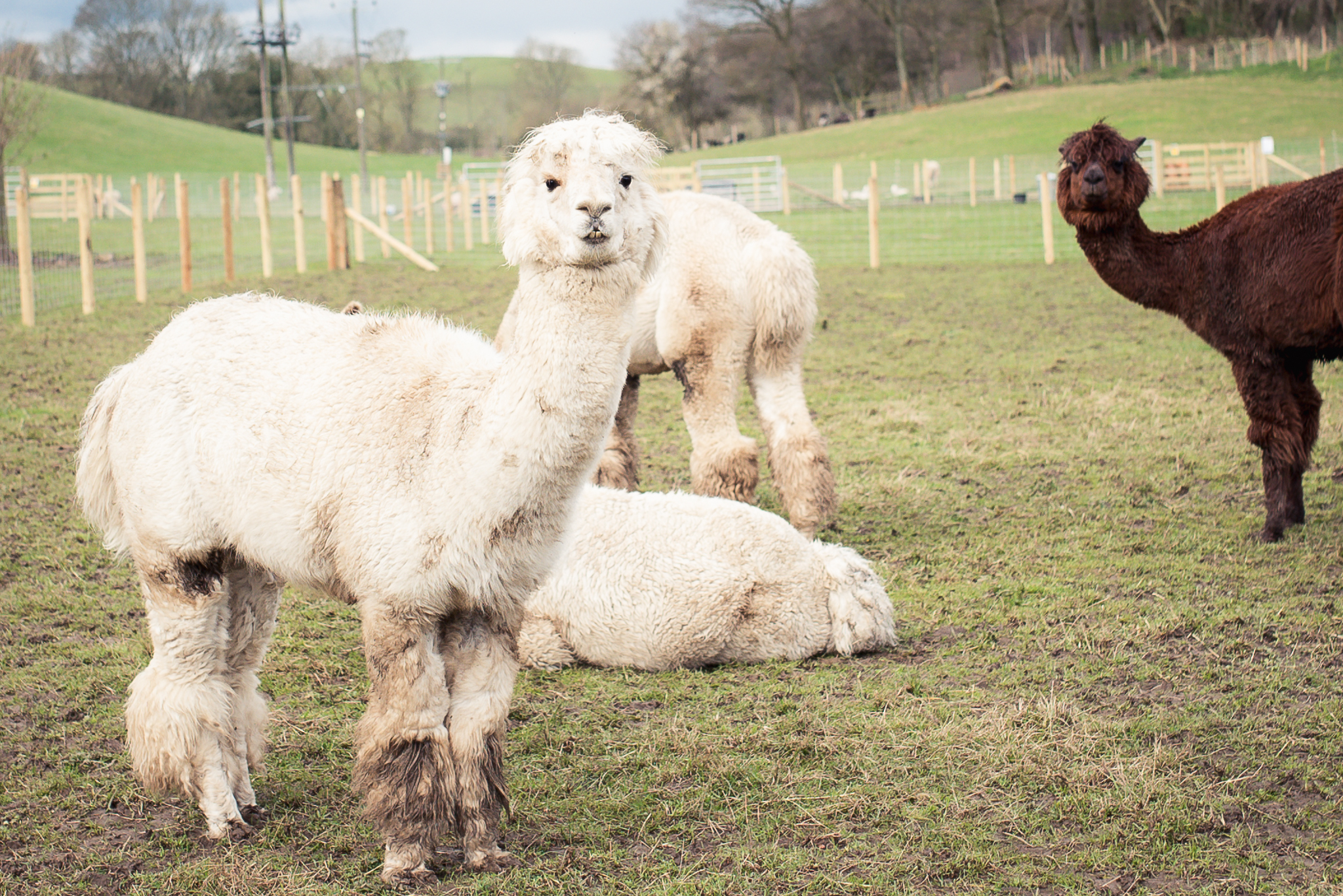 Daniel Farm Wylam, lifestyle photography, family photography, northumberland, newcastle, northeast UK