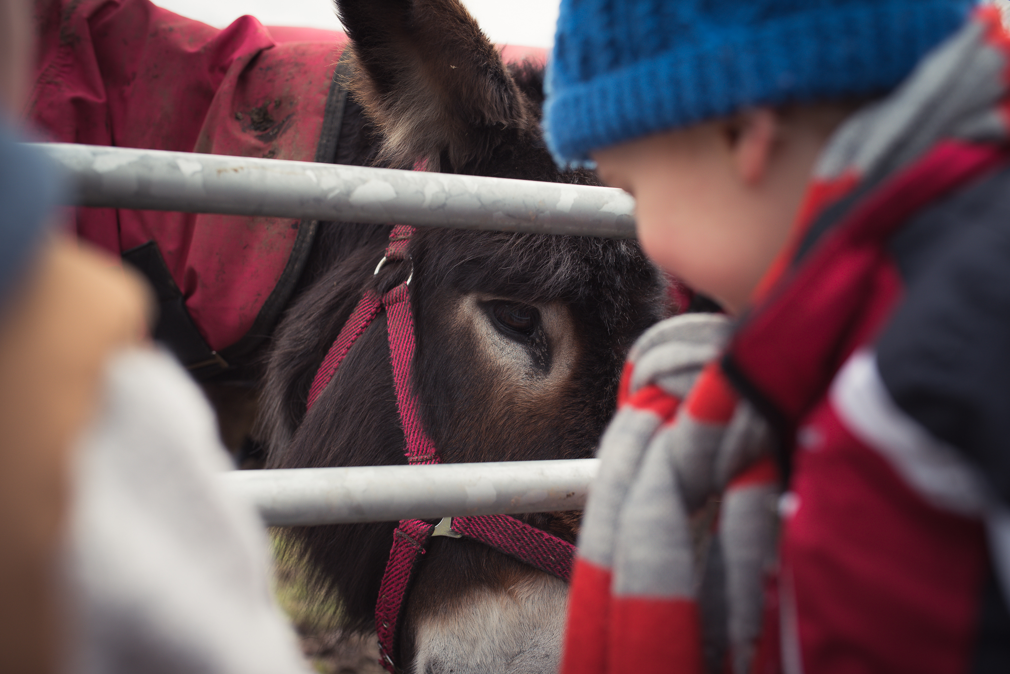 Daniel Farm Wylam, lifestyle photography, family photography, northumberland, newcastle, northeast UK