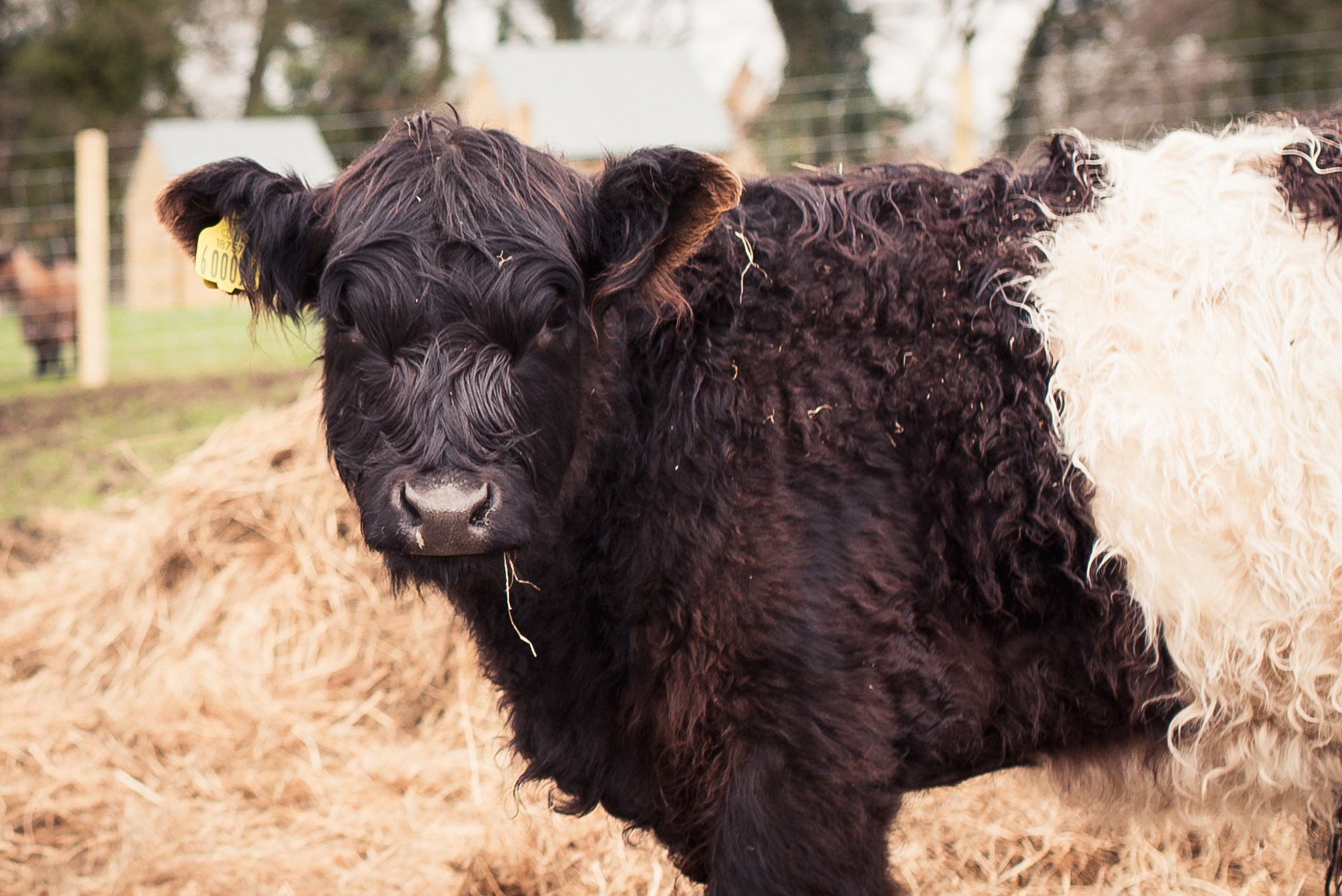 Daniel Farm Wylam, lifestyle photography, family photography, northumberland, newcastle, northeast UK