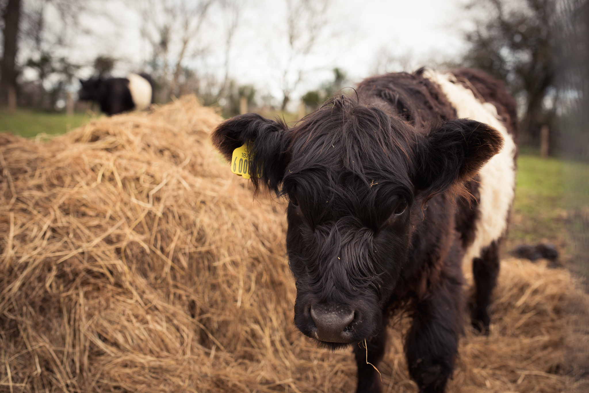 Daniel Farm Wylam, lifestyle photography, family photography, northumberland, newcastle, northeast UK