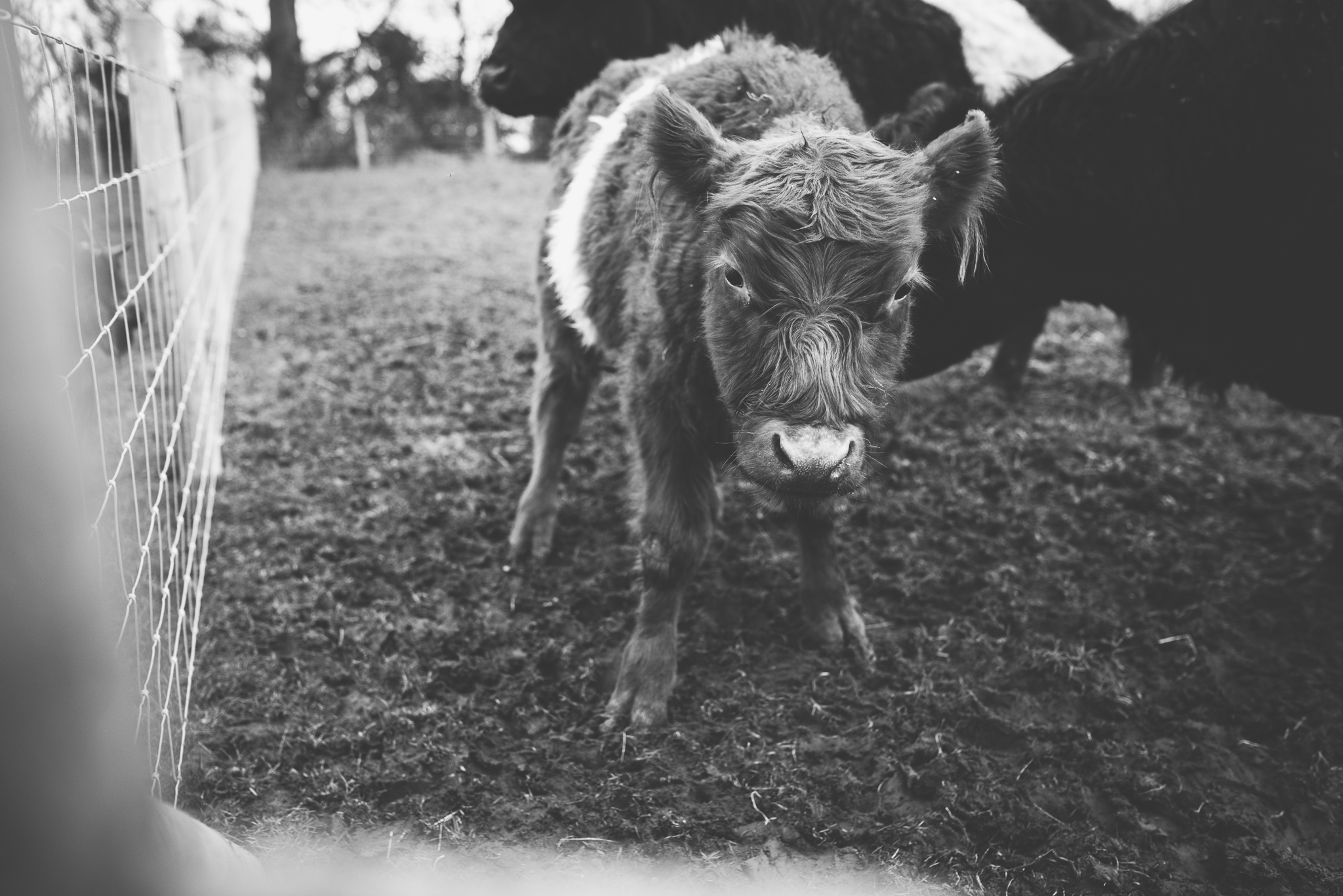 Farm Photography, Daniel Farm Wylam, lifestyle photography, family photography, northumberland, newcastle, northeast UK