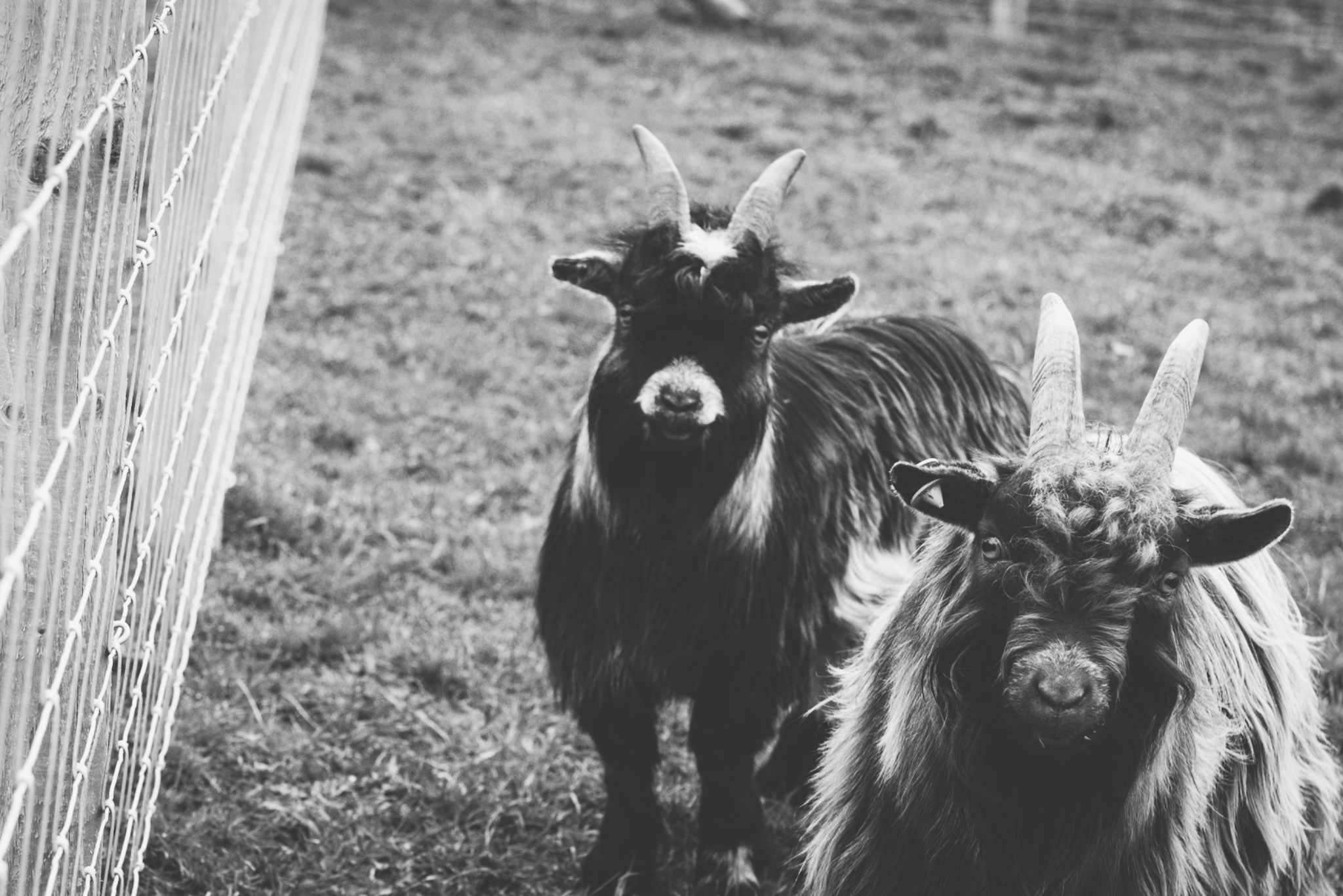 Farm Photography, Daniel Farm Wylam, lifestyle photography, family photography, northumberland, newcastle, northeast UK