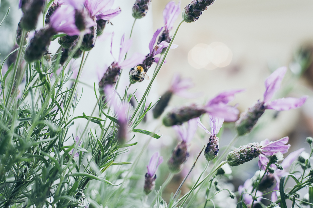 DIY Garden Wedding Ideas