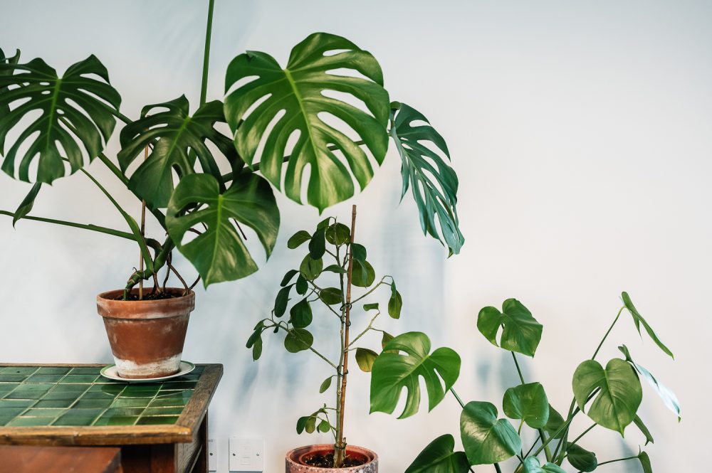 lots of green plants