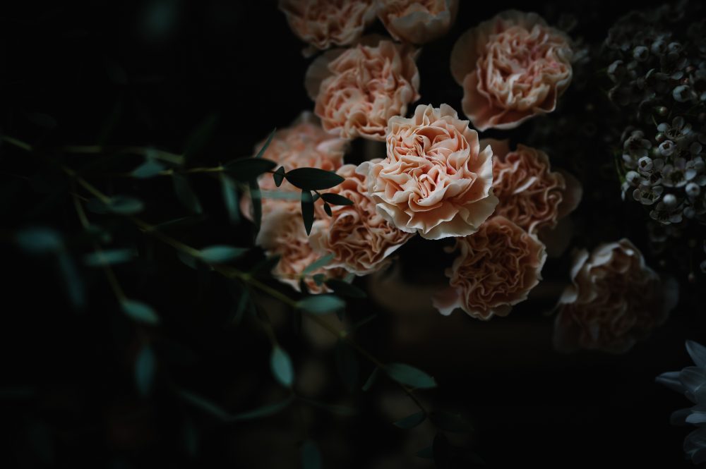 Beautiful flowers in dark surround