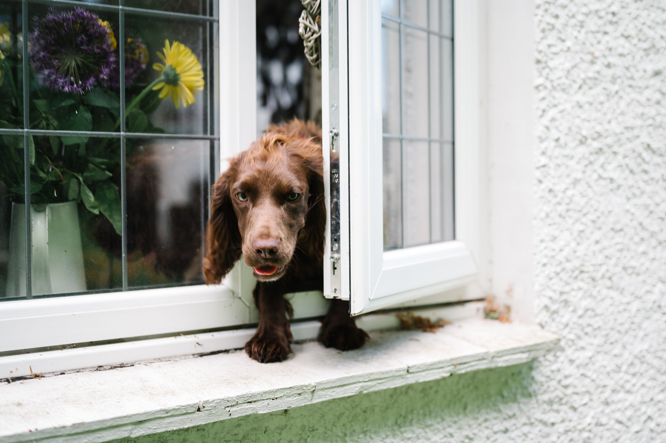 Lockdown Stories dog escaping out of window