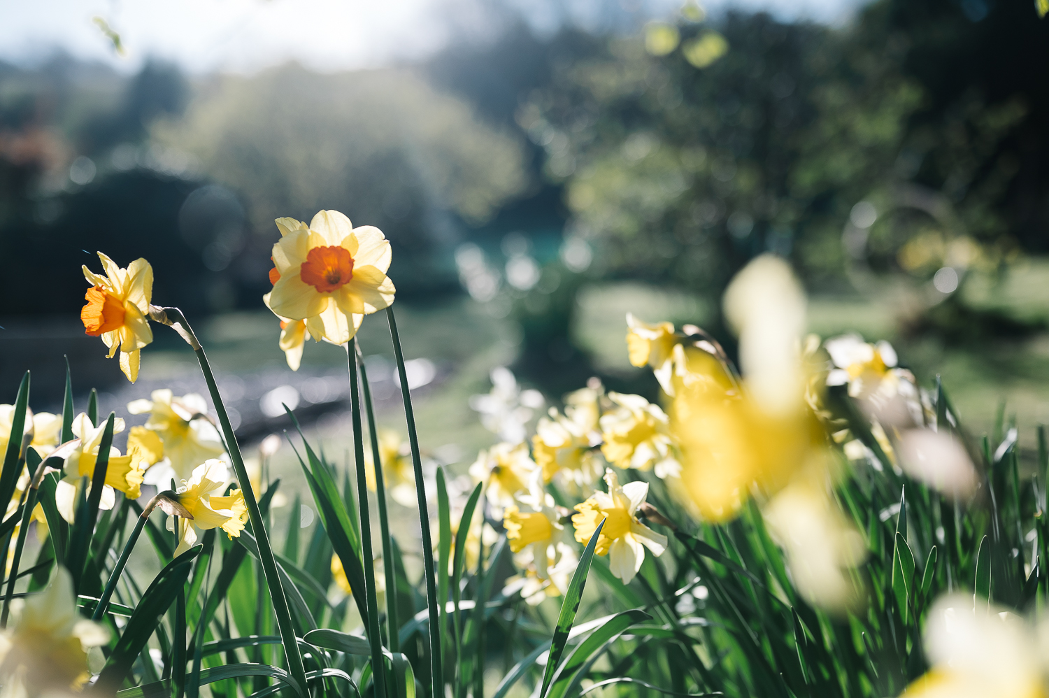 lockdown stories batey-25 daffodils