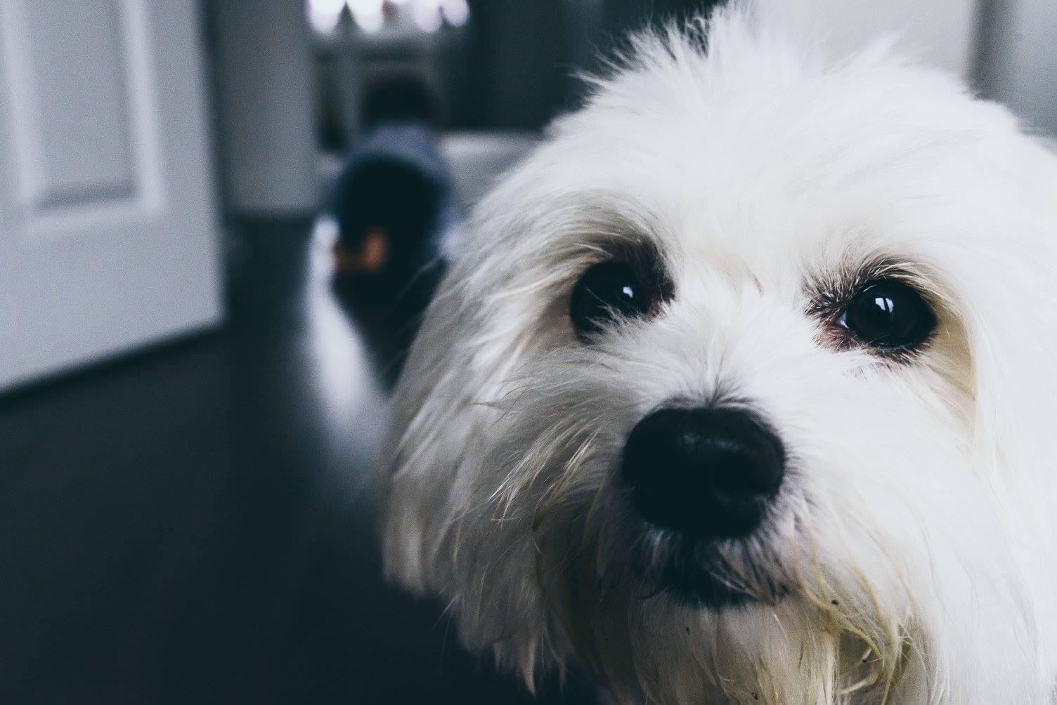 Close up of dogs face