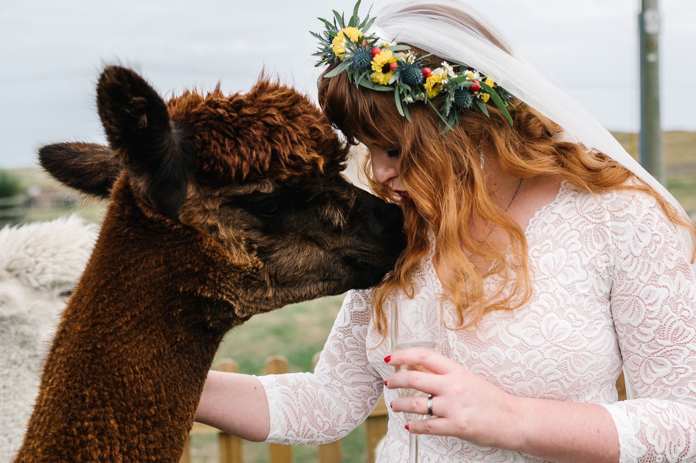 Bride Kissing Alpaca
