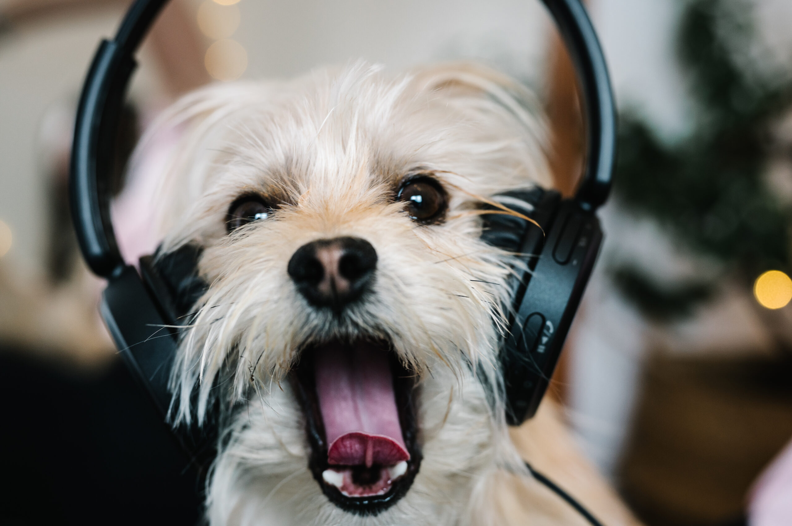 dog wearing headphones