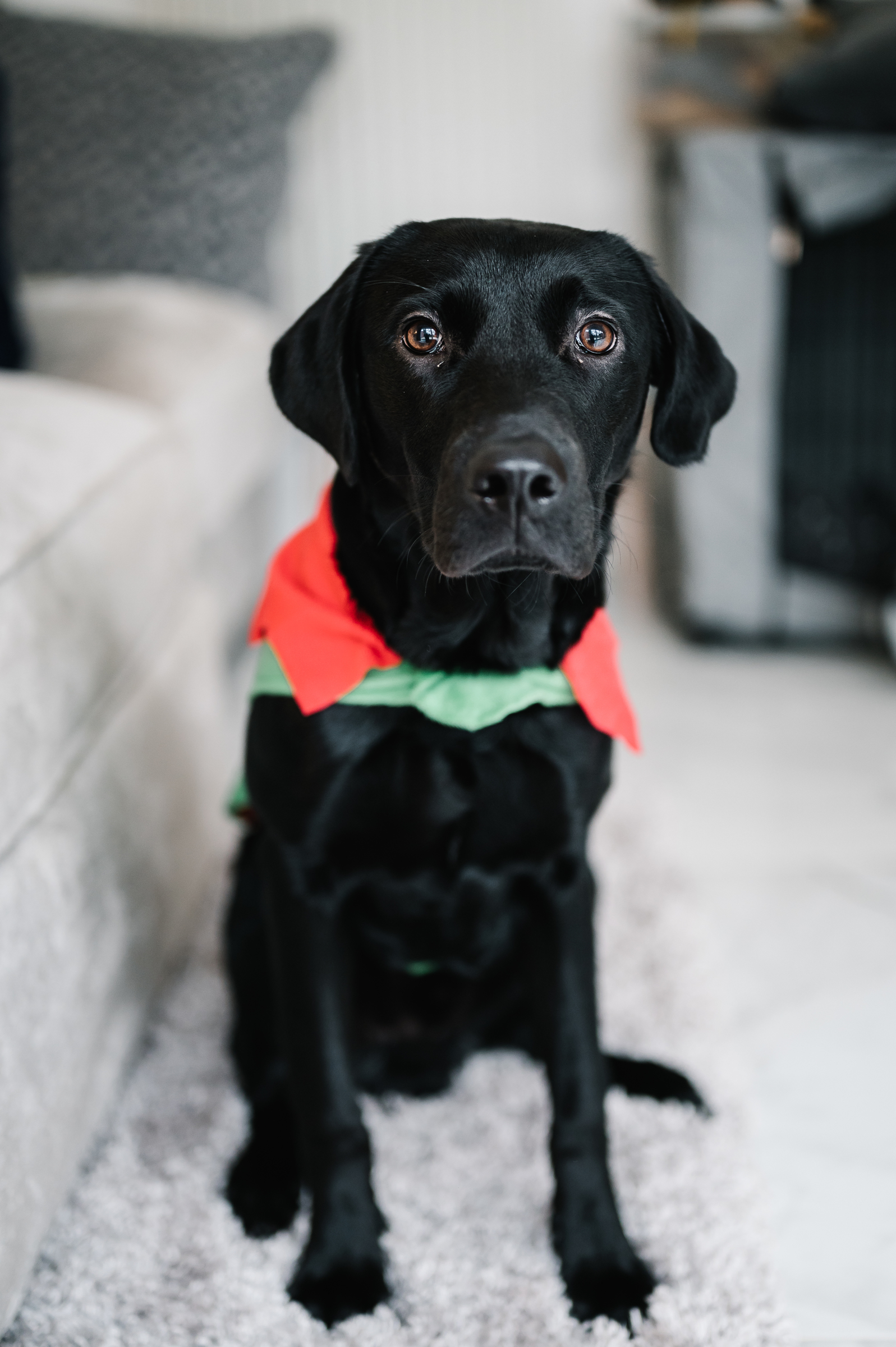 Look into my eyes by Dog